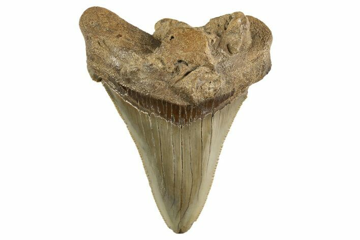 Serrated Angustidens Tooth - Megalodon Ancestor #321682